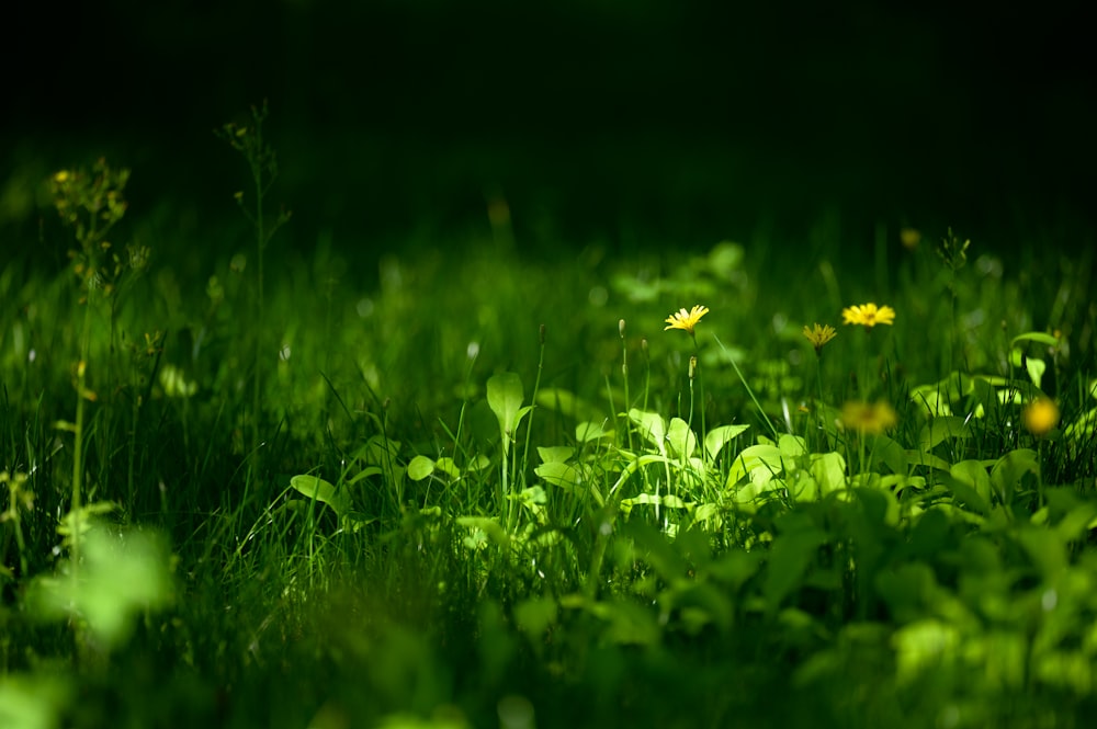 a field of green grass with yellow flowers