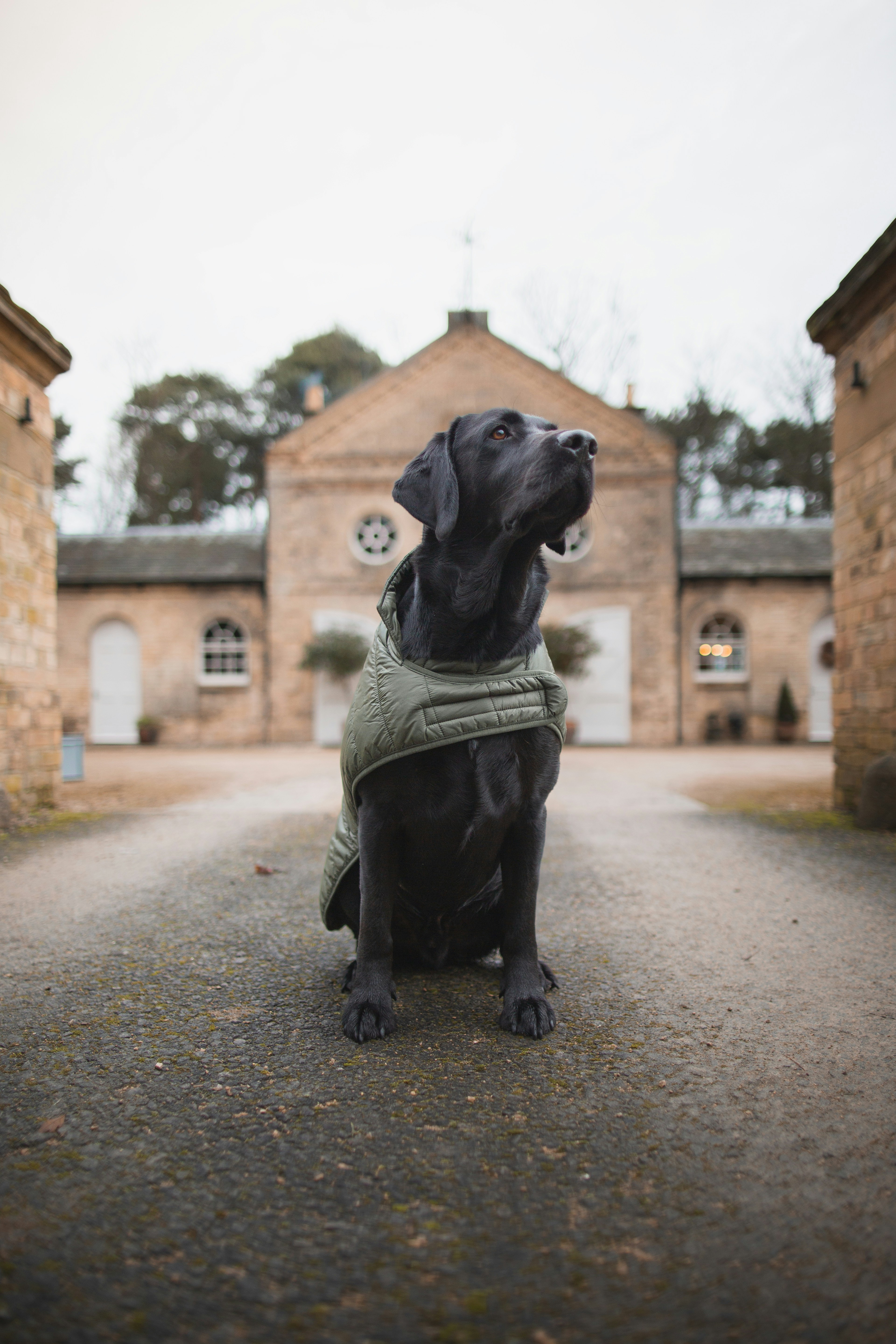 a black dog wearing a coat sitting on a road