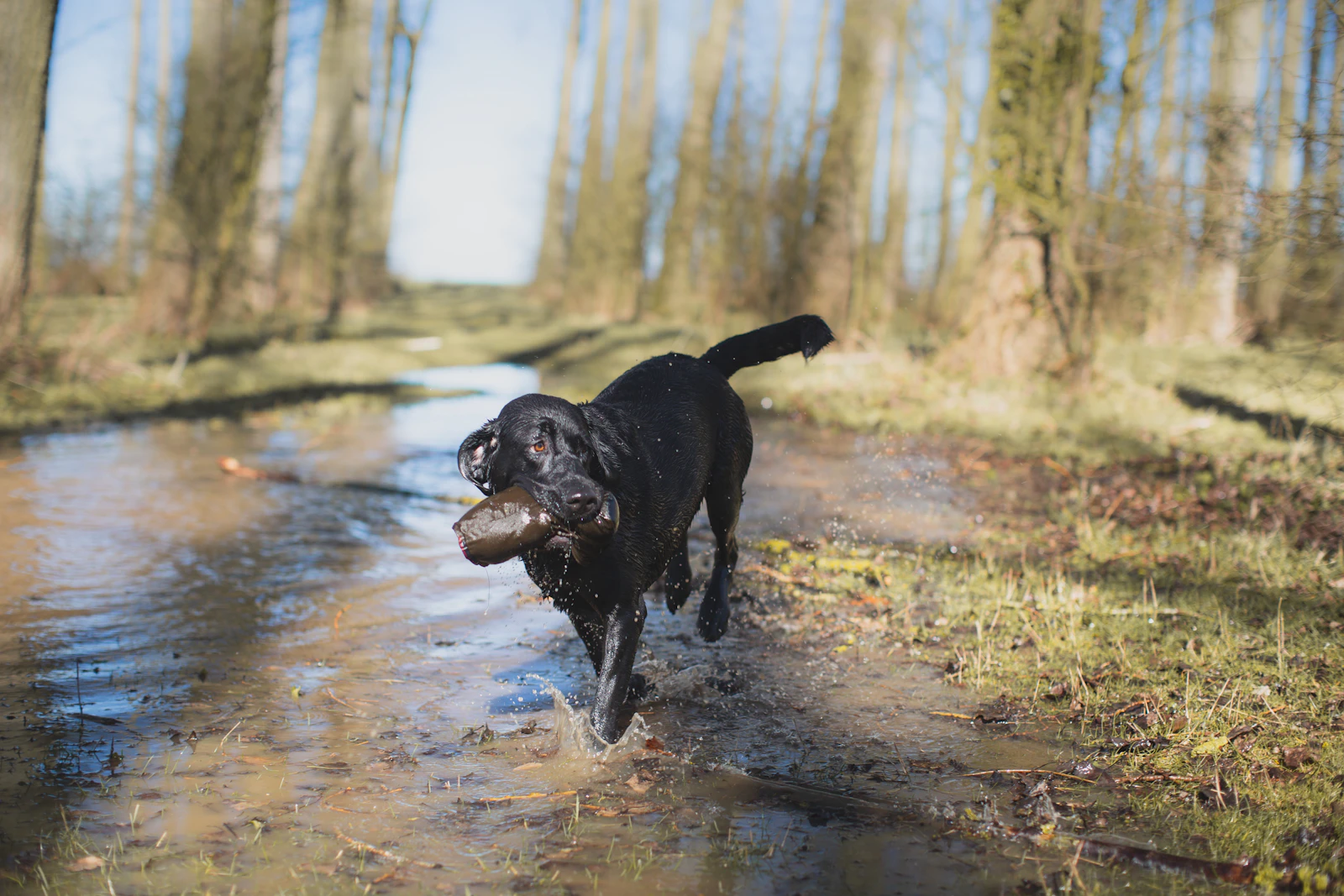 Rye, the female we kept from this litter, splashing through a stream