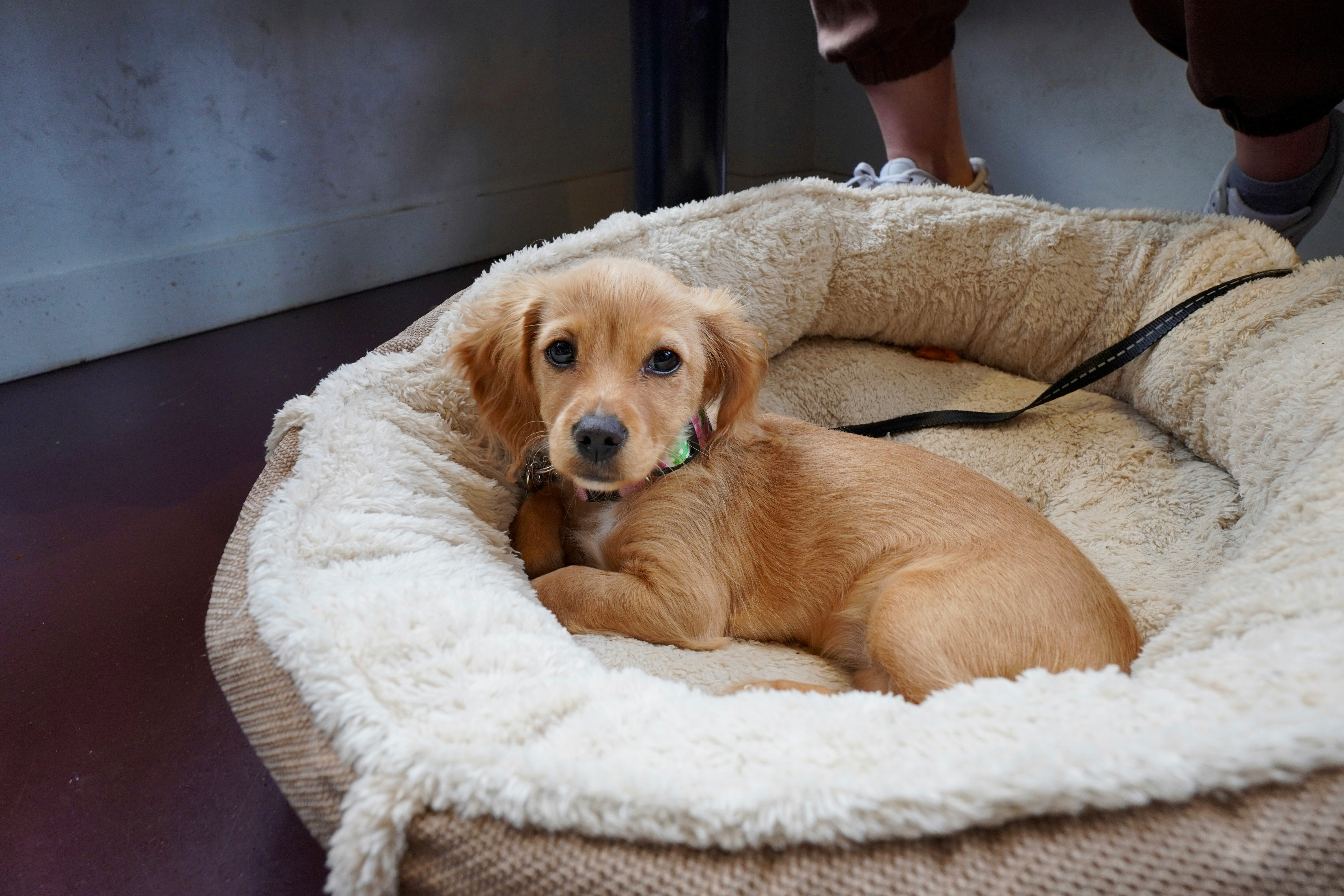 A clean dog resting comfortably near laundry, illustrating a fresh dog bed cleaning routine