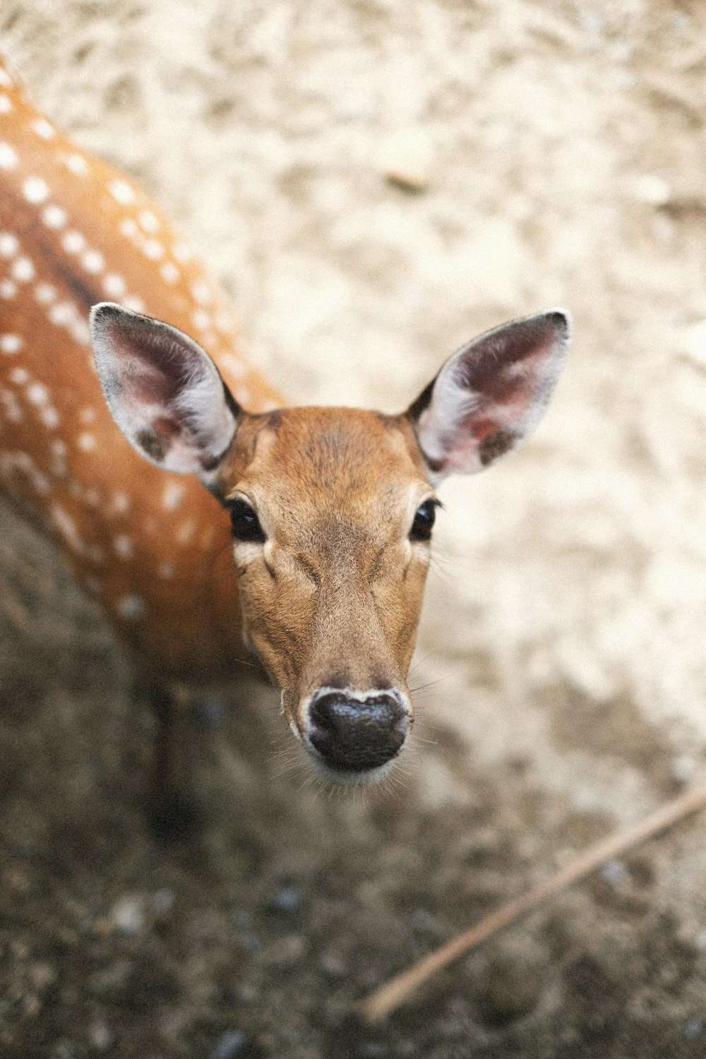 a close up of a deer with a blurry background