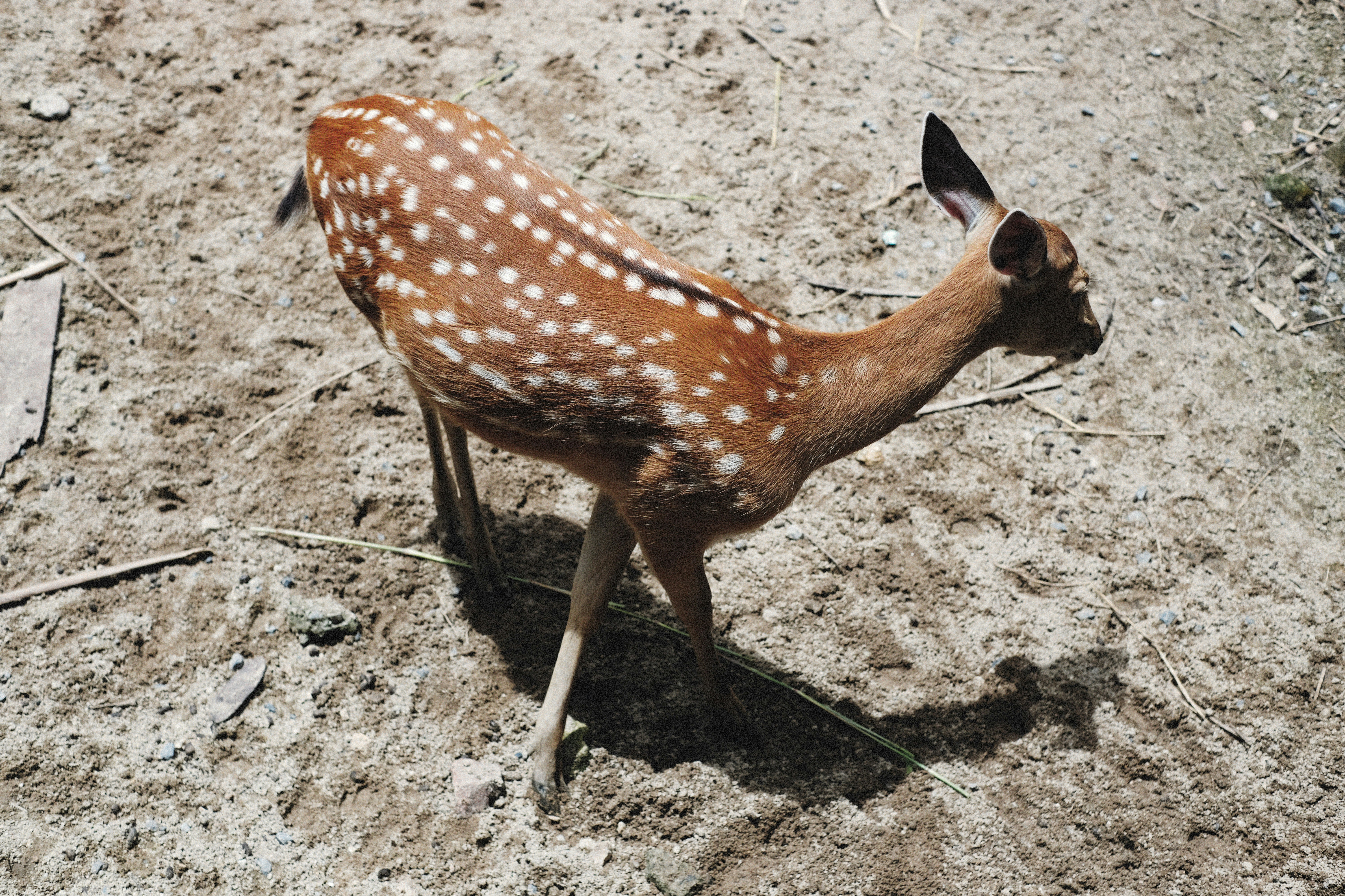 Photo by alexeydemidov