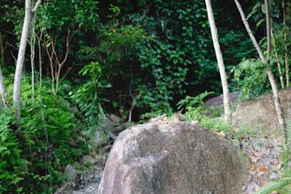A natural setting with a large rock surrounded by lush green vegetation. Several trees with slender trunks and various plants create a dense forest backdrop. The ground is covered with leaves and small stones.