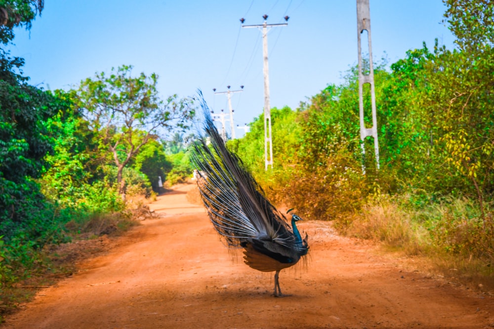 a peacock is standing on a dirt road