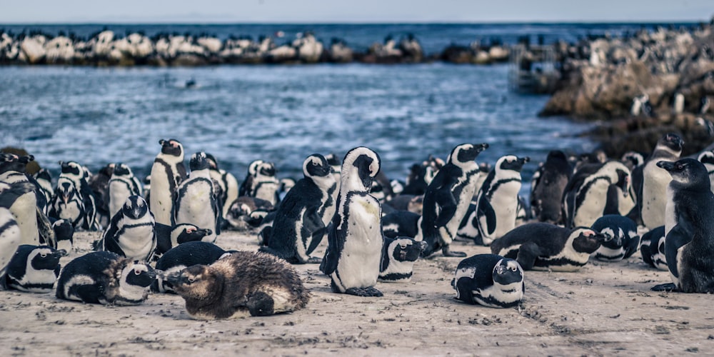 a large group of penguins on the beach