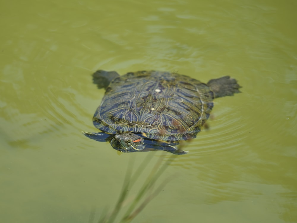 a small turtle swimming in a pond of water