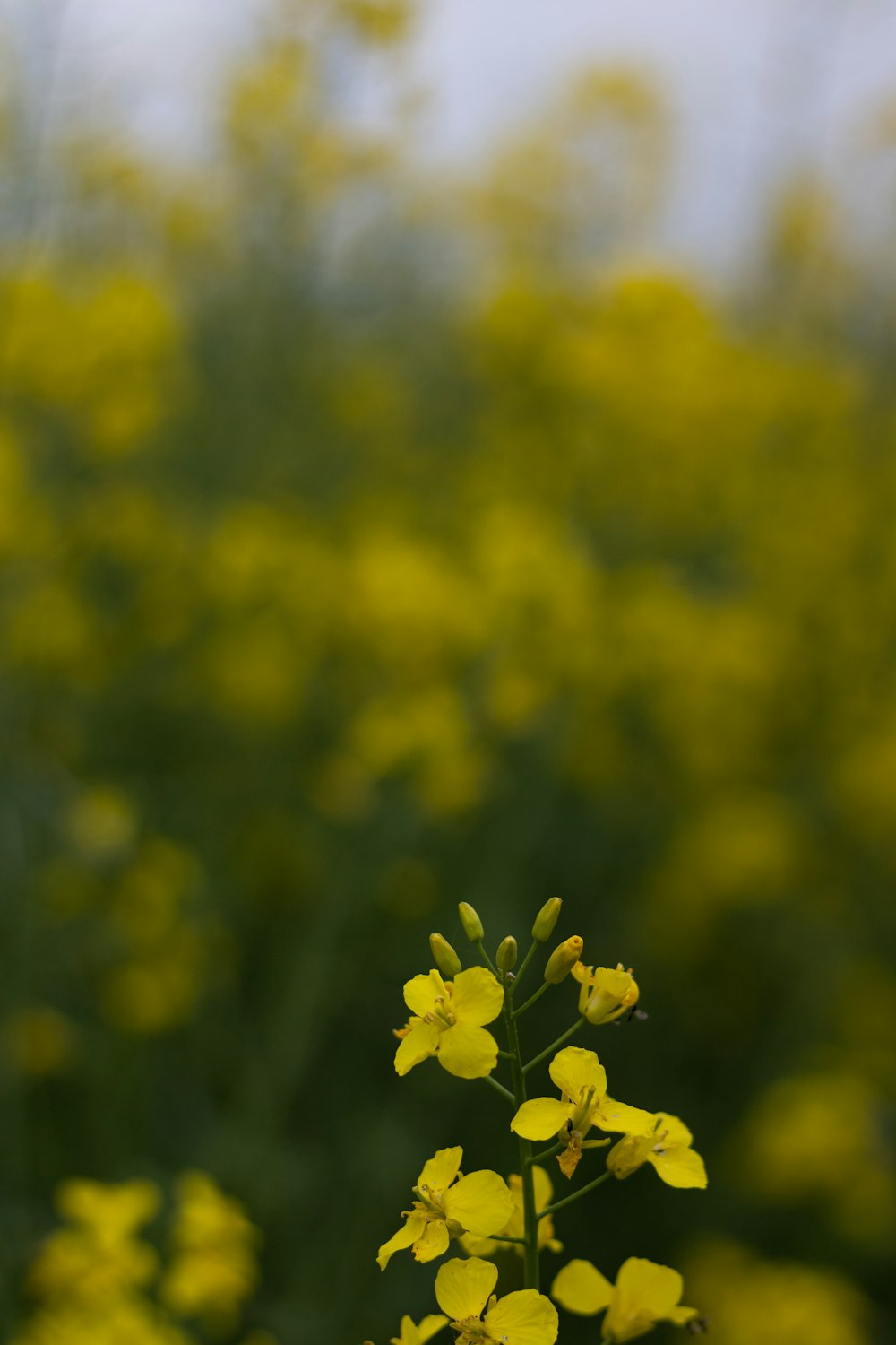 eine gelbe Blume in einem Feld gelber Blumen