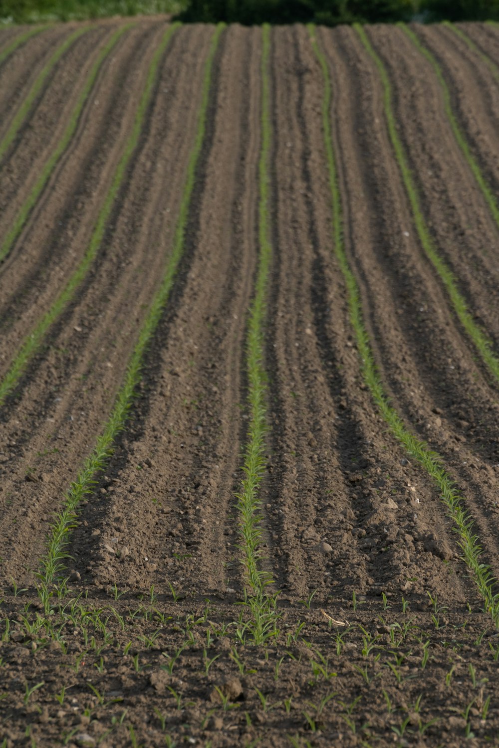 a plowed field with a single tree in the distance