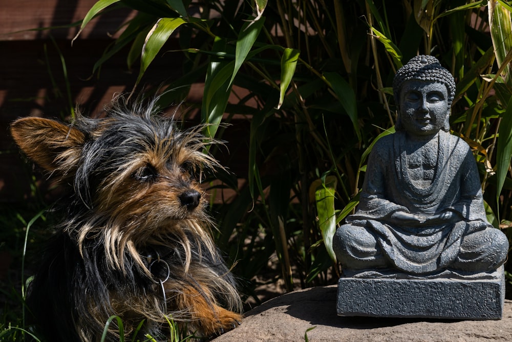 a dog sitting next to a buddha statue