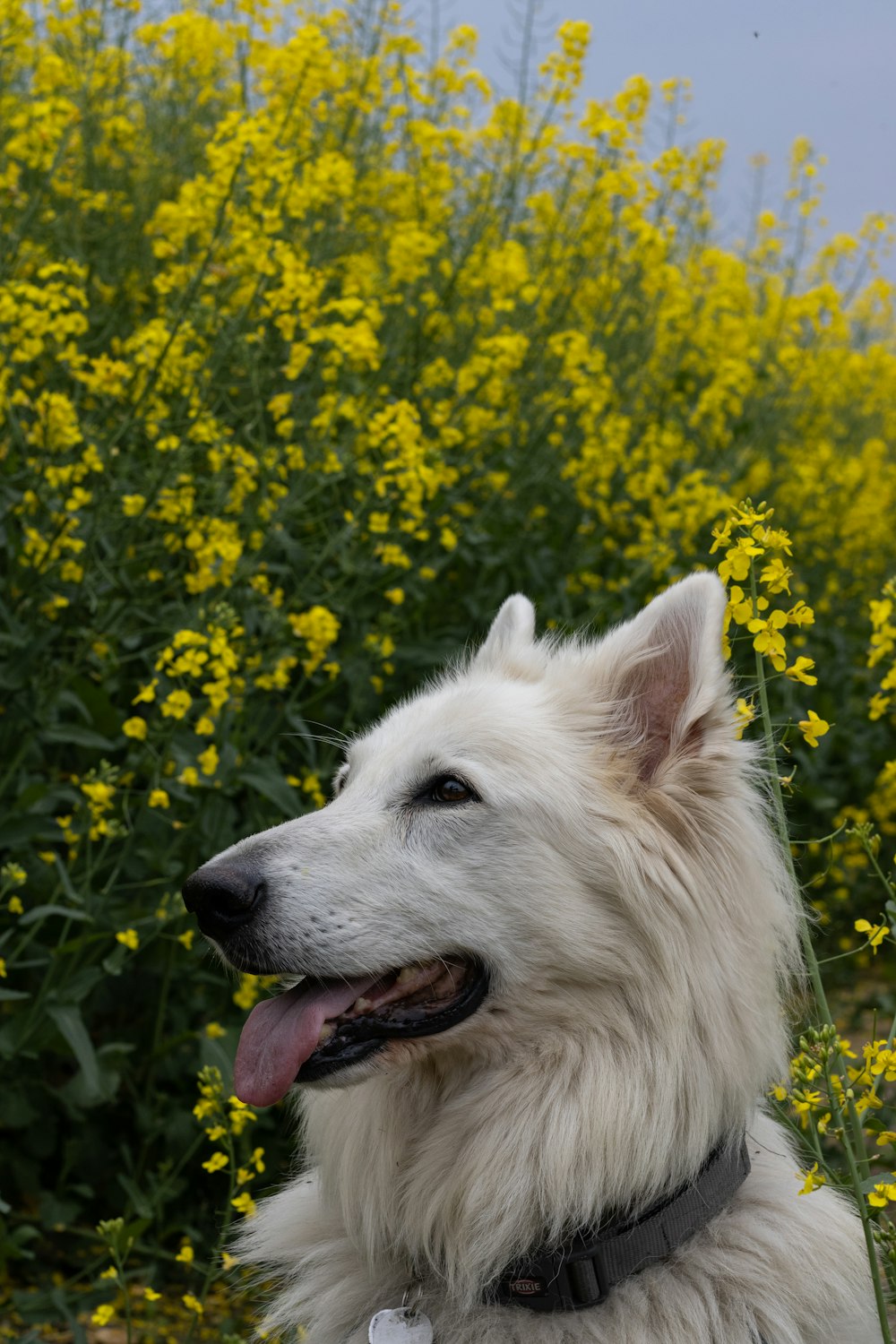 a white dog sitting in a field of yellow flowers
