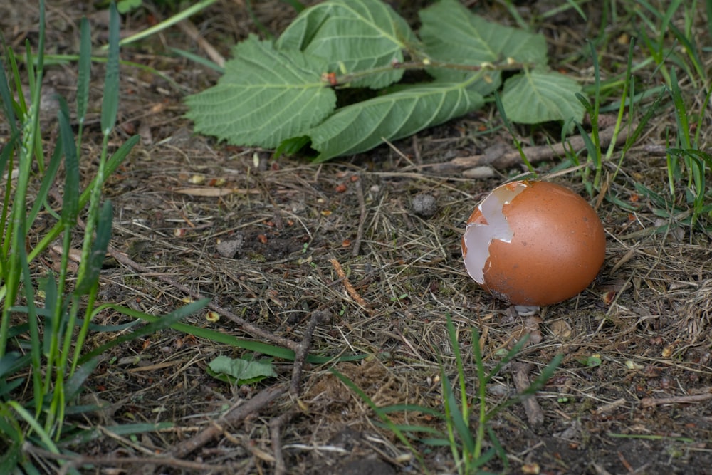 a brown egg sitting on the ground in the grass