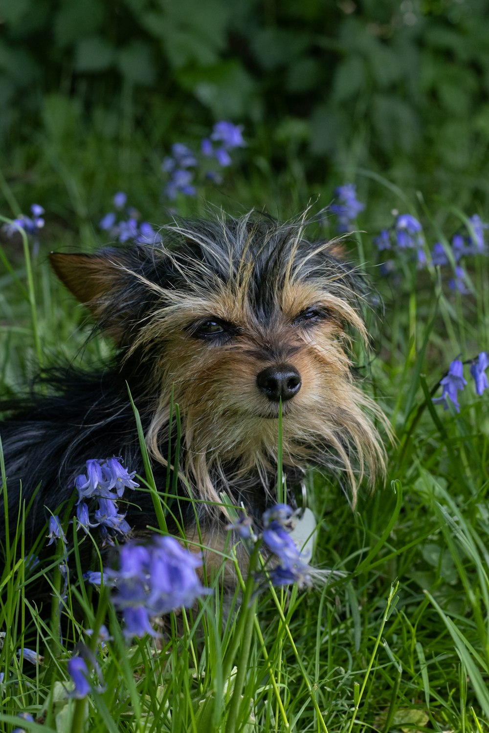 a small dog laying in a field of blue flowers