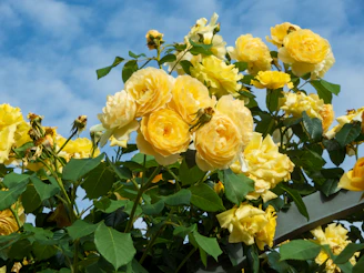 a bush of yellow roses with green leaves