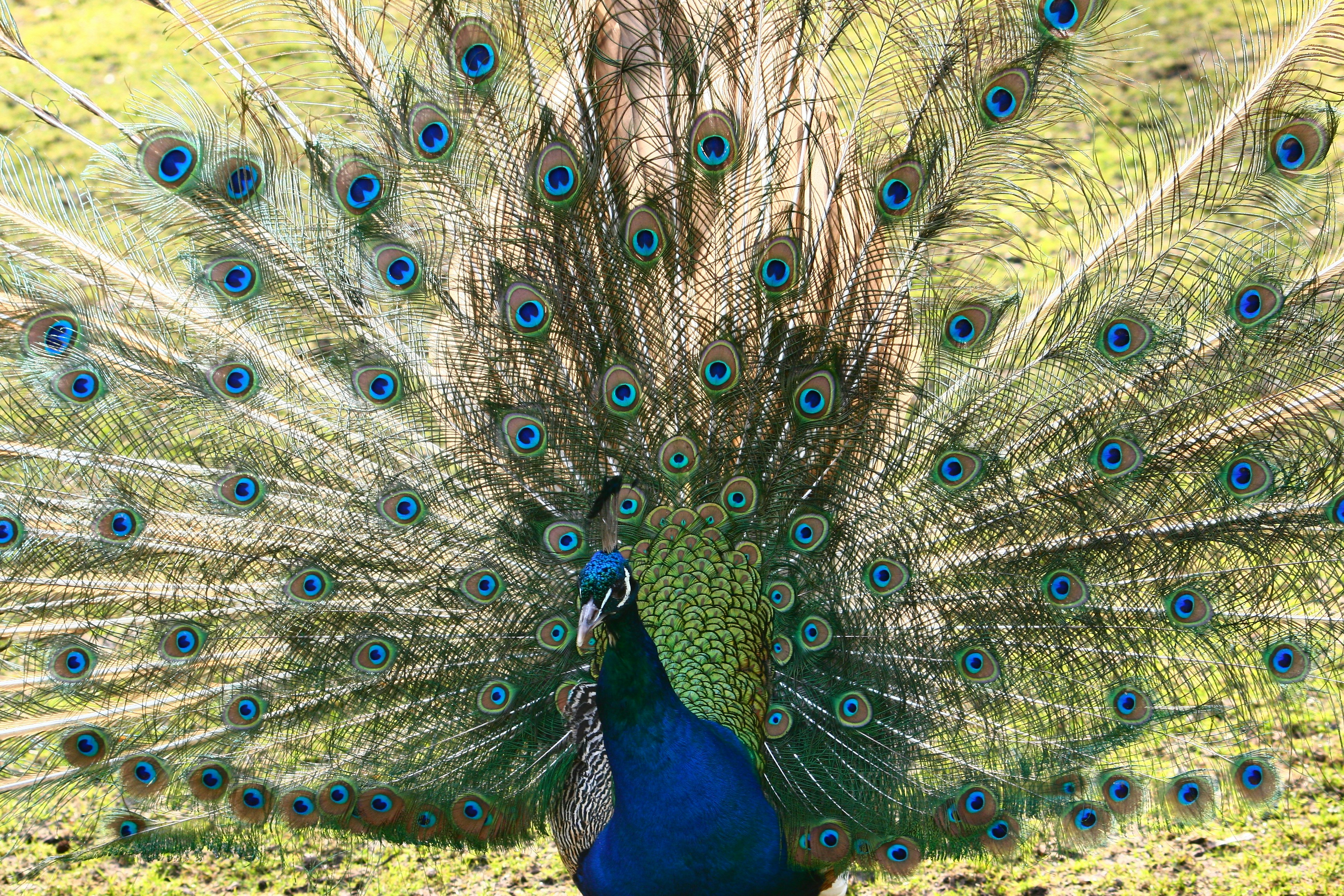 a peacock with its feathers spread out