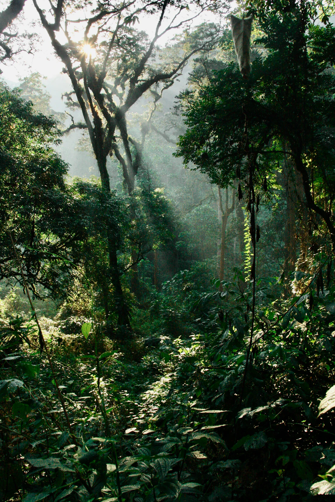 Sunlight filtering through the dense canopy of Bwindi Impenetrable Forest, Uganda, home to half of the world's mountain gorillas