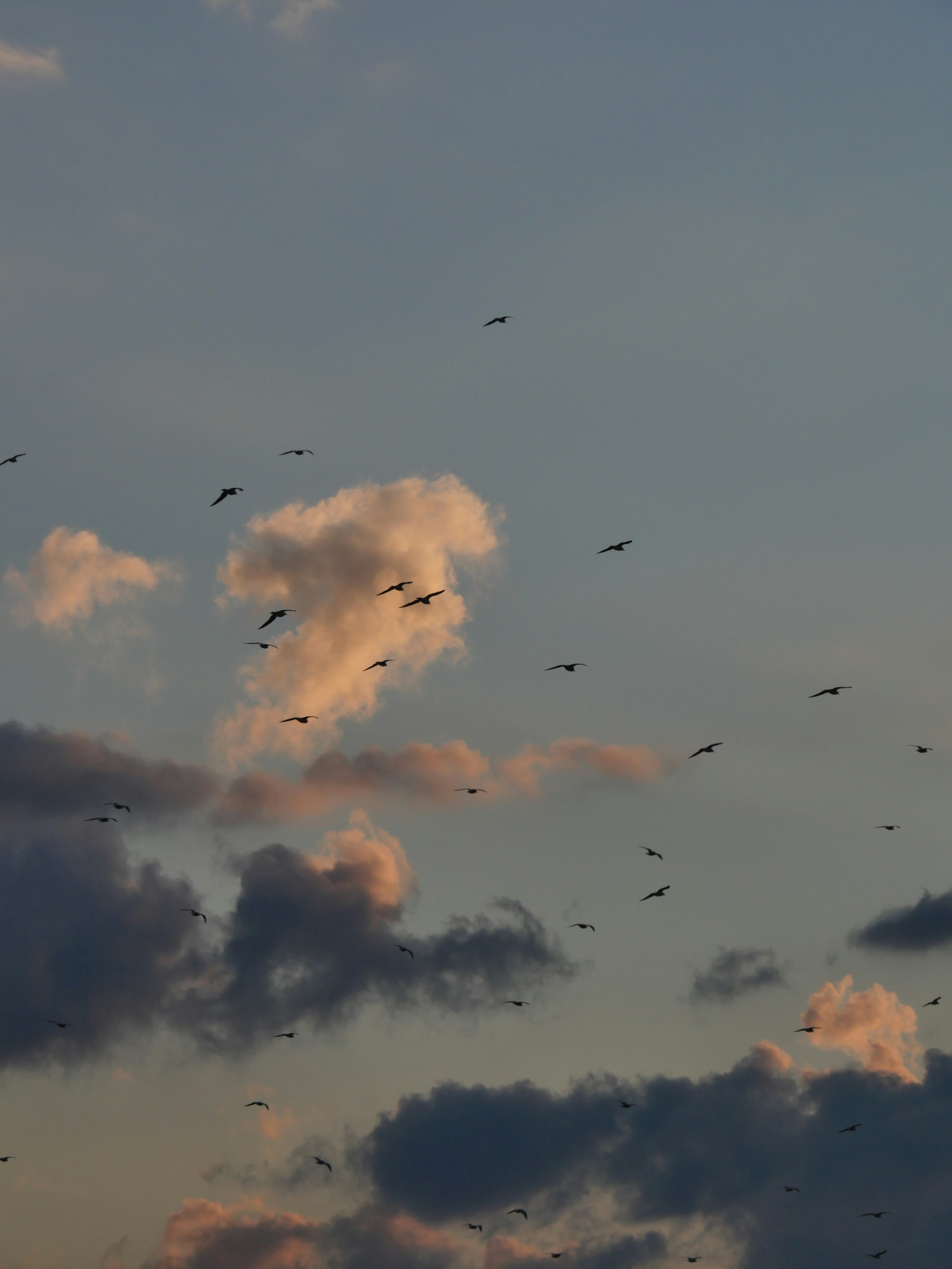 Photo by nimbus_vulpis