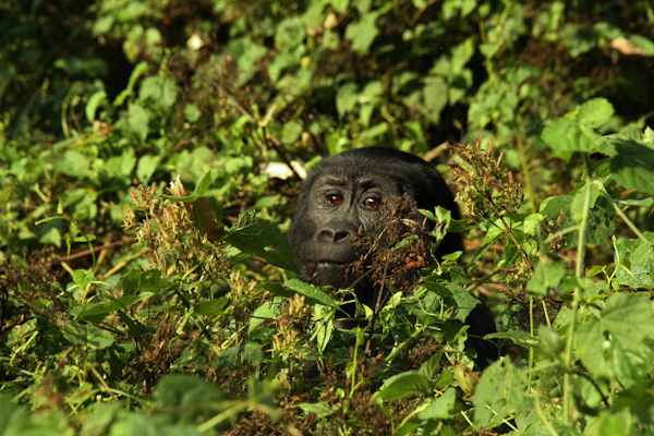 Bwindi Impenetrable Forest trail gorilla trekking Uganda