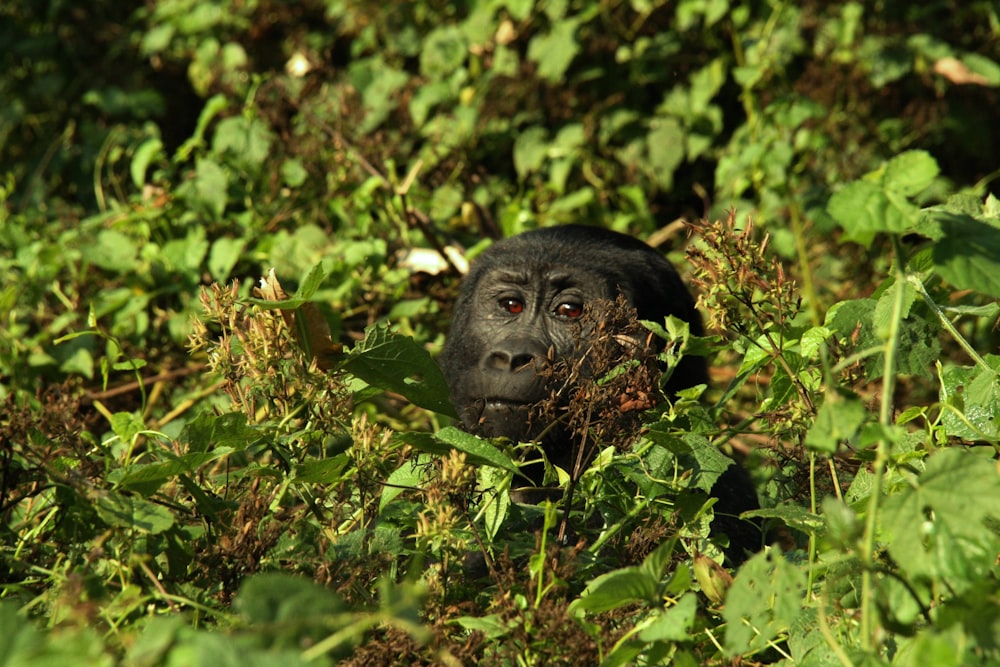 a small black monkey is hiding in the bushes