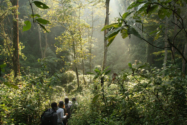 Bwindi Impenetrable Forest