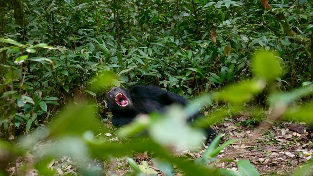 a black monkey sitting in the middle of a forest