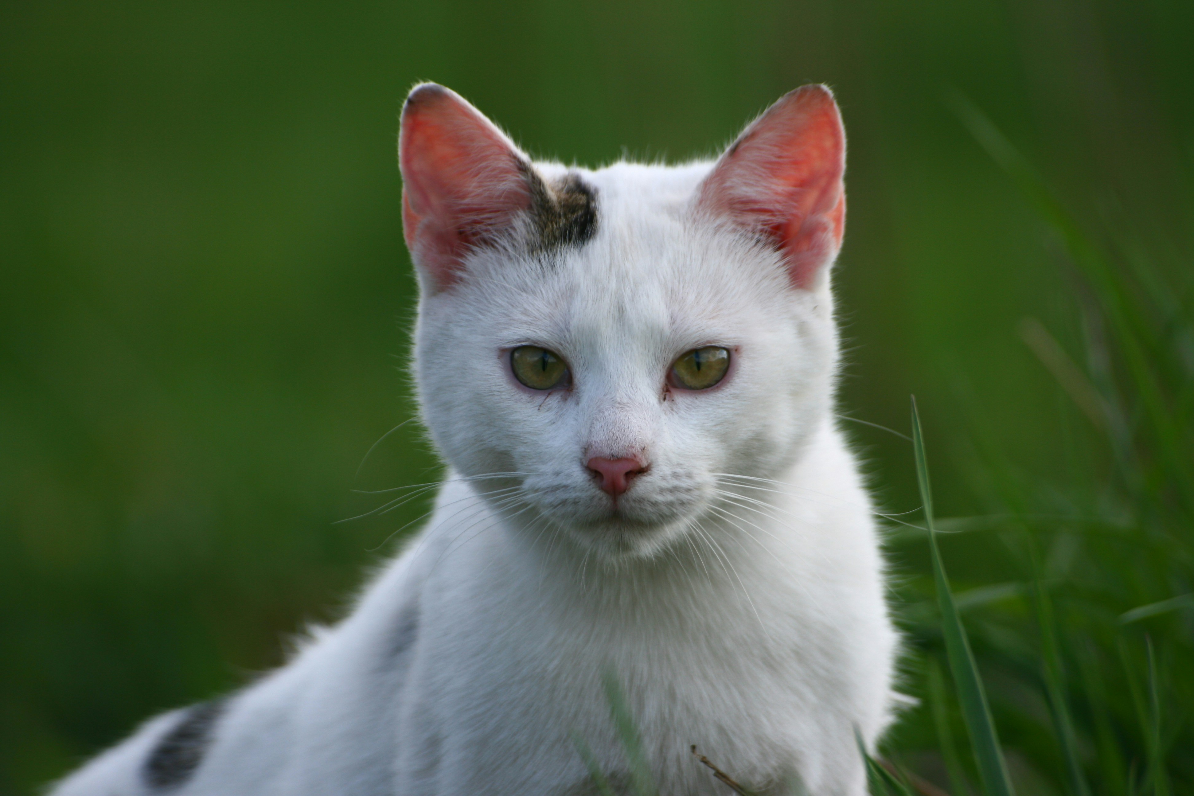 Cat receiving veterinary care