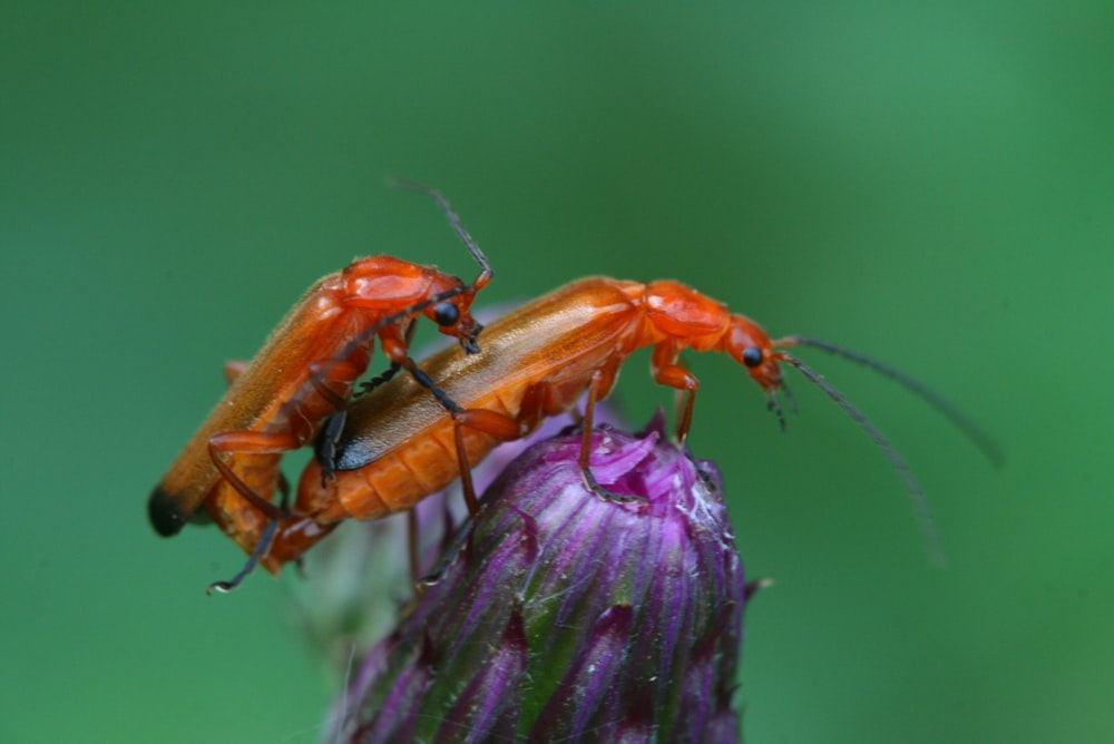 two orange bugs sitting on top of a purple flower