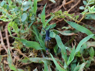 A small dark-colored snail is crawling on a patch of green grass and plants. The soil beneath the plants is visible and slightly damp. The snail's shell is spiral-shaped, and its antennae are extended.