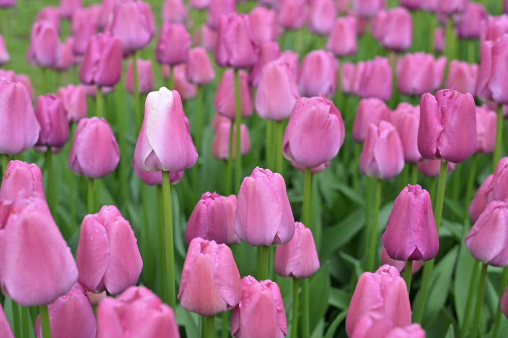 a field of pink tulips with green stems