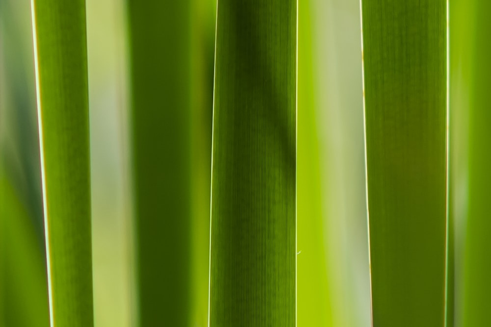 a close up view of a green plant