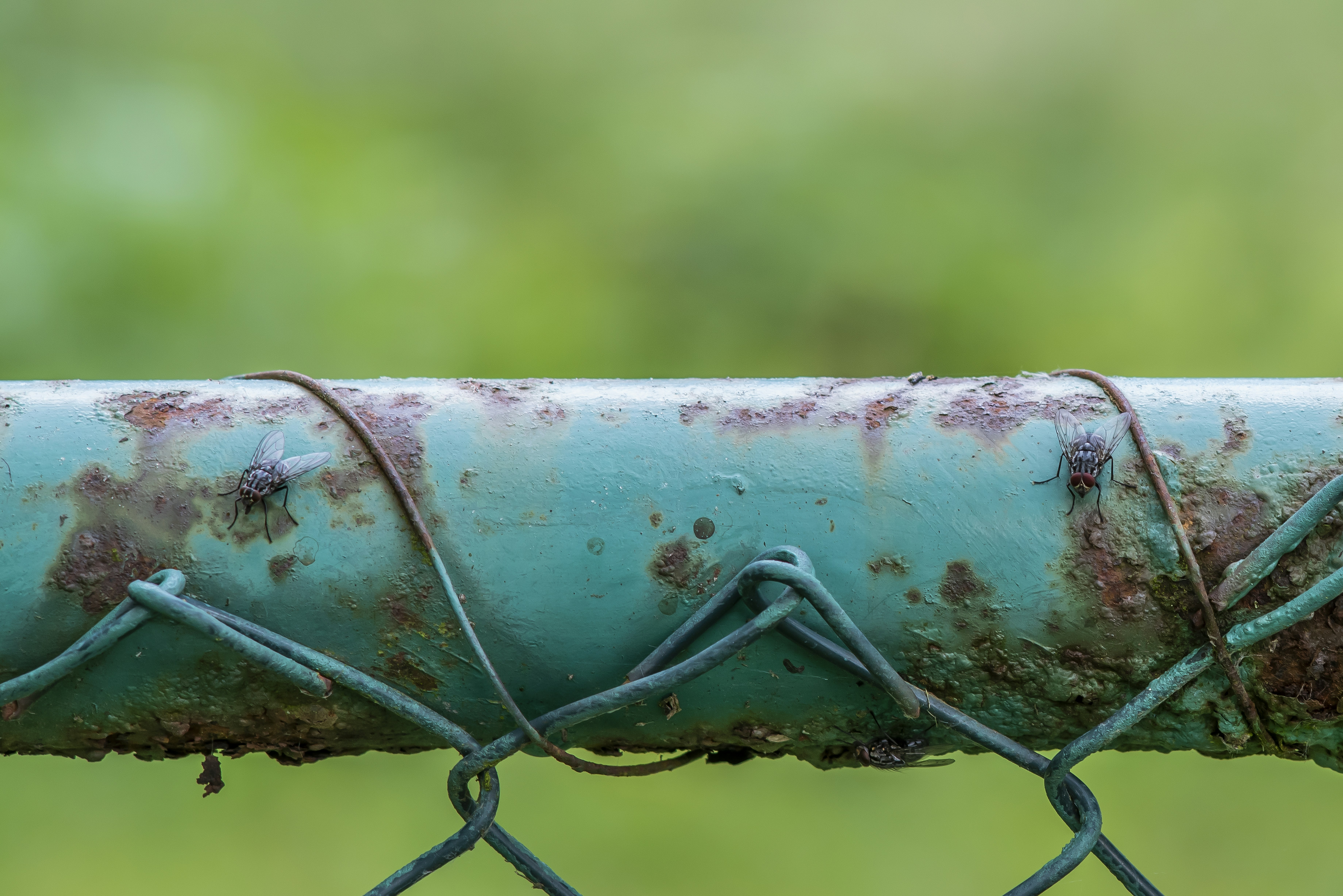 a close up of a metal fence with rust on it