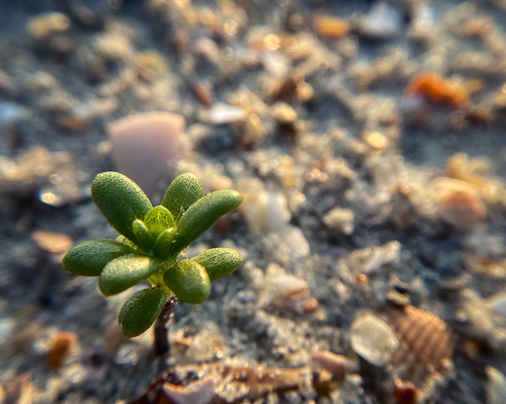 uma pequena planta verde brota da areia