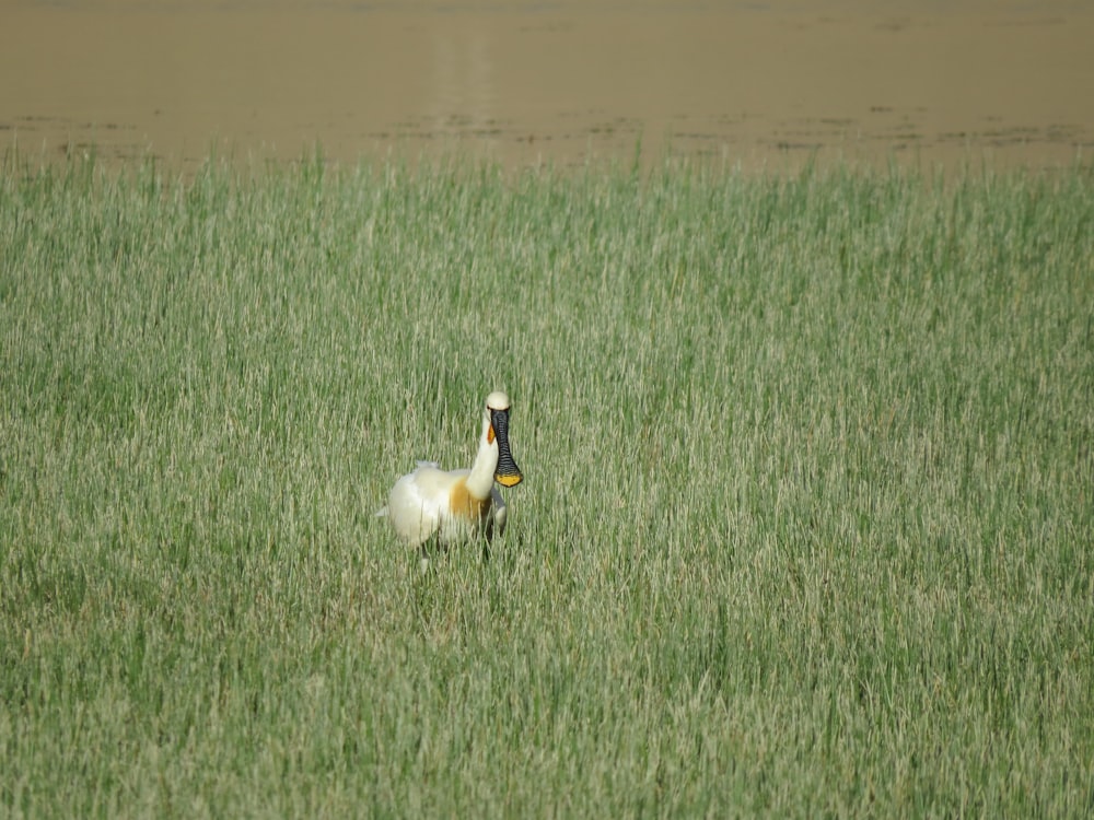 a large white bird standing in the middle of a field