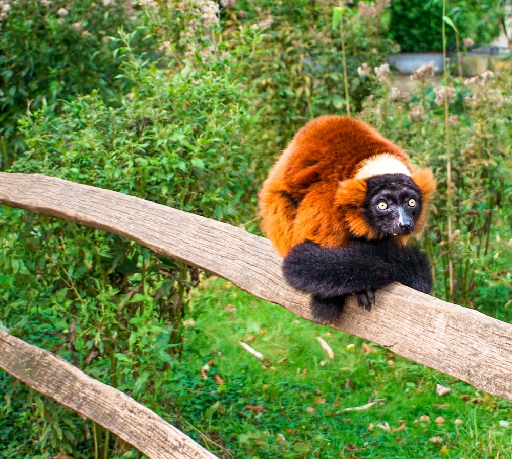 a brown and black animal sitting on top of a wooden rail
