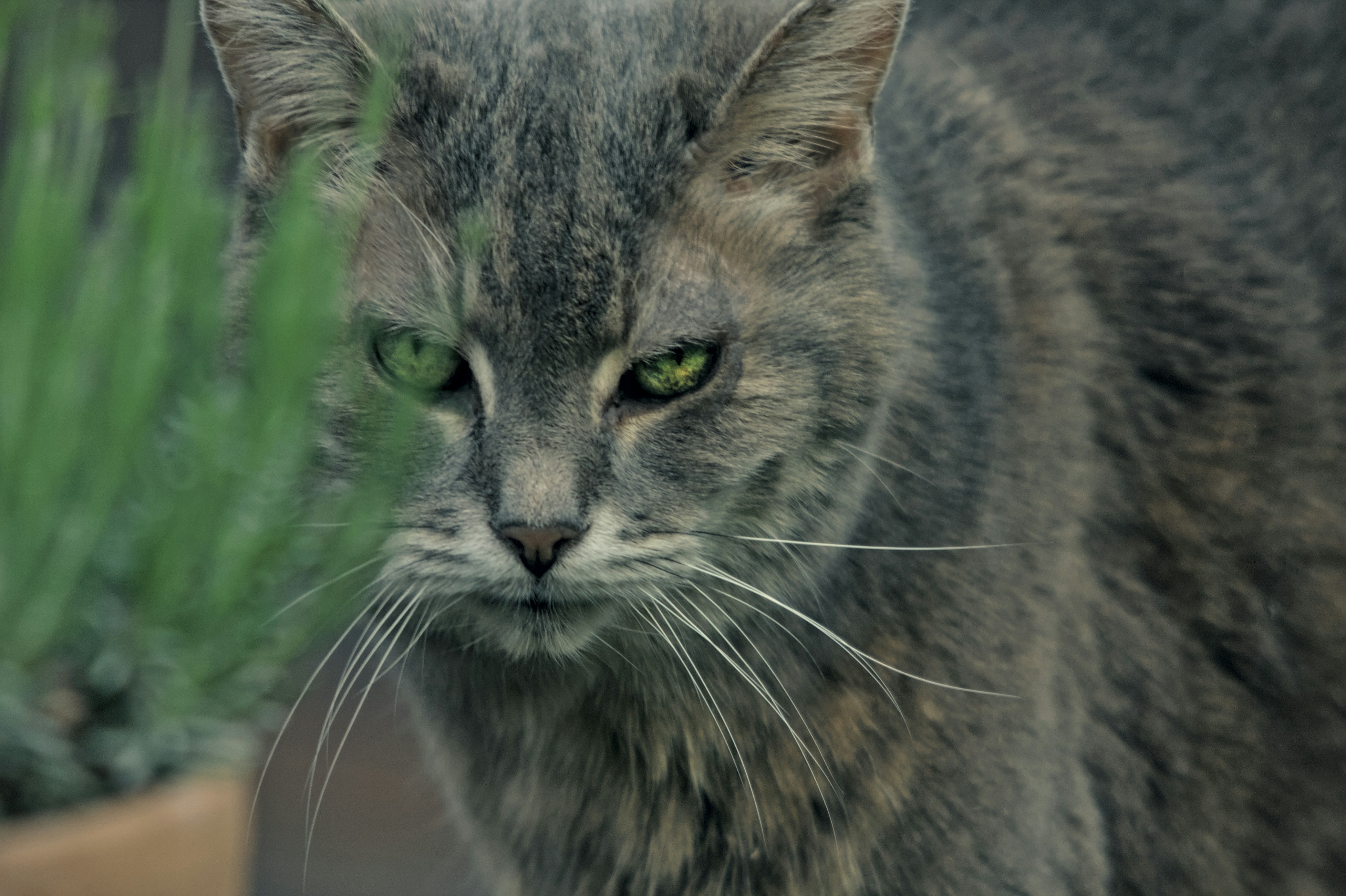 The Mysterious Mind of a Cat (image credits: unsplash)