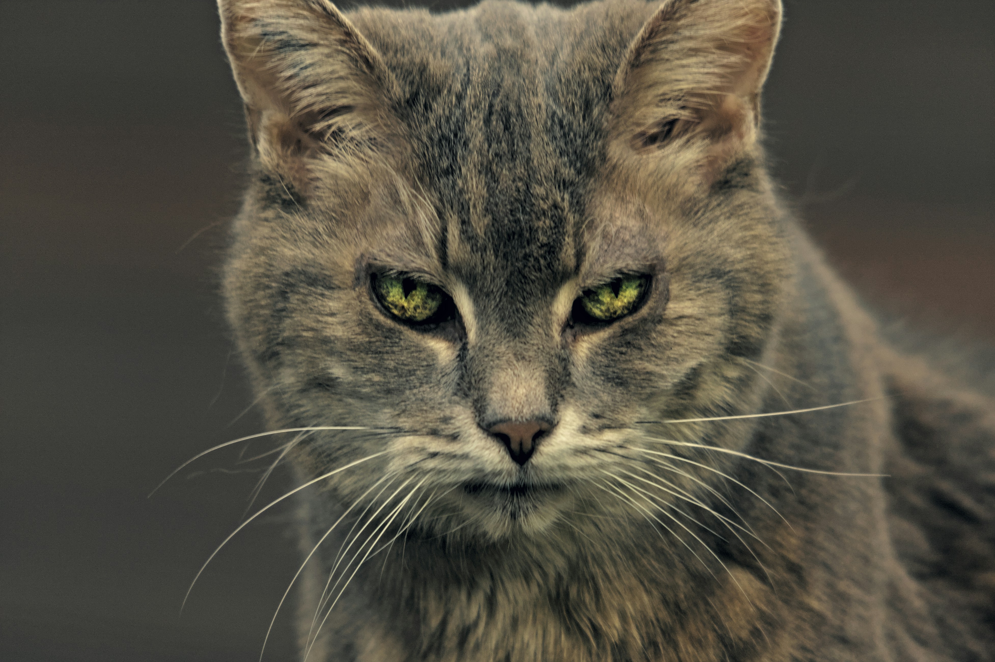 Celebrating the Mystery (image credits: unsplash)