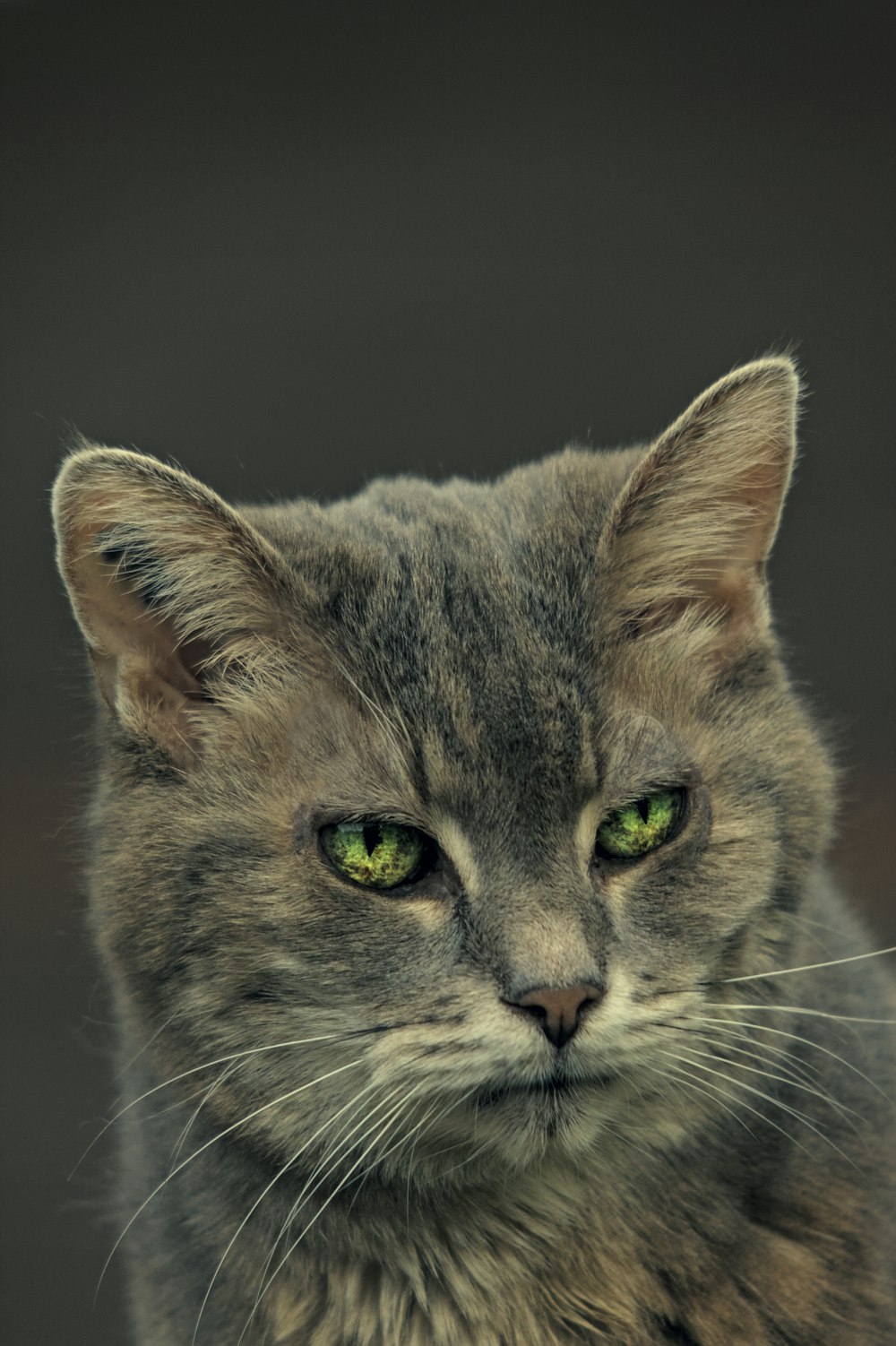 a close up of a cat with green eyes