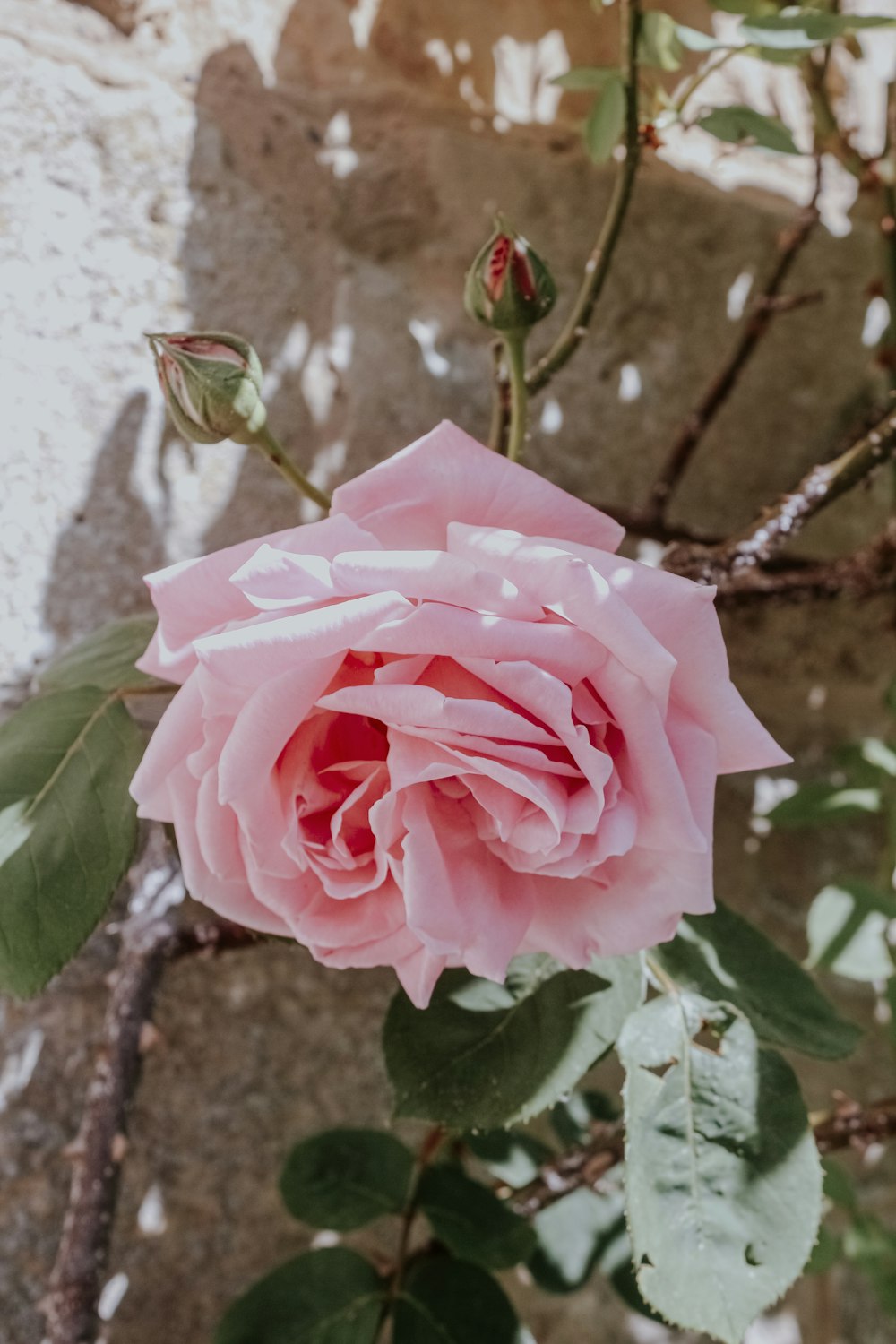 a pink rose with green leaves on a branch