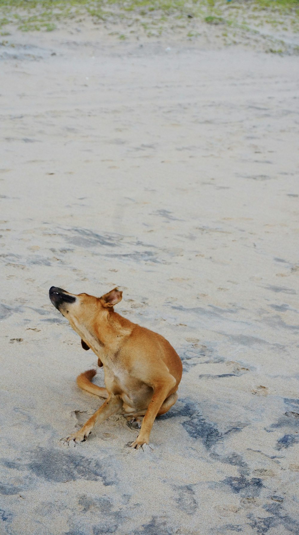 a brown dog sitting on top of a sandy beach