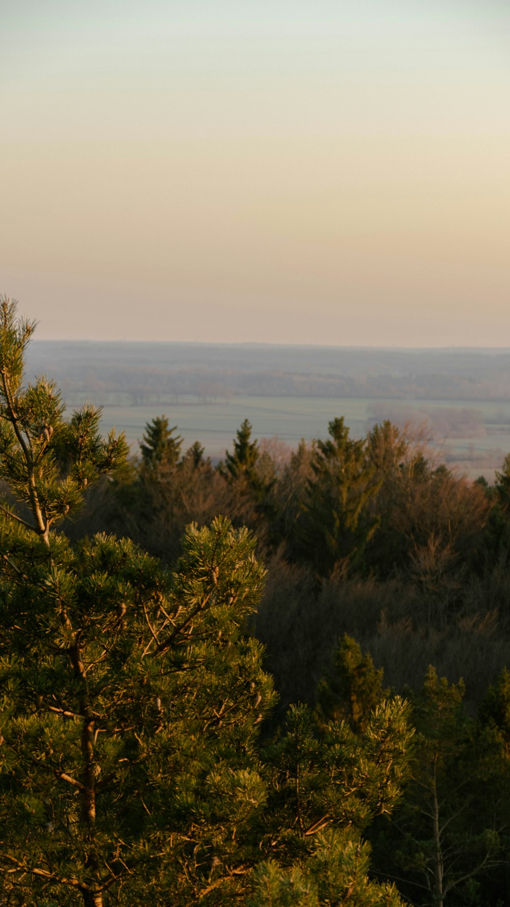 a view of a forest with trees and a hill in the distance