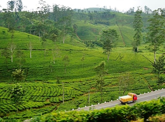 A lush green landscape featuring sprawling tea plantations, with neatly organized rows of tea bushes. Tall trees sporadically punctuate the landscape, adding vertical interest. A narrow, winding road cuts through the greenery, and a red truck with a yellow and blue cargo is traveling along this road. The background consists of rolling hills covered with a dense carpet of tea plants.