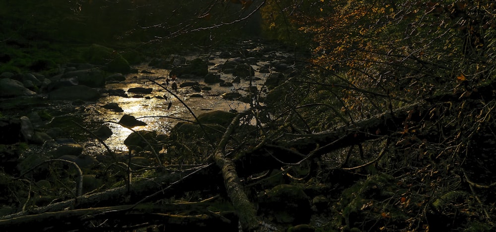 a stream running through a forest at night