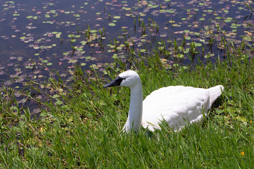 a white swan sitting on top of a lush green field