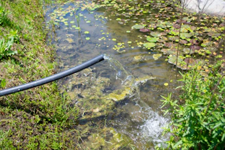 Close-up of a water hose filling a backyard swimming pool surrounded by greenery.