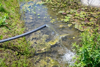A narrow, black hose is pouring water into a small pond surrounded by lush greenery. The water surface is dotted with lily pads and aquatic plants, hinting at a tranquil and natural setting. The scene is vibrant with healthy, green grass extending along the pond's edge.