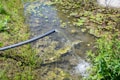 A narrow, black hose is pouring water into a small pond surrounded by lush greenery. The water surface is dotted with lily pads and aquatic plants, hinting at a tranquil and natural setting. The scene is vibrant with healthy, green grass extending along the pond's edge.
