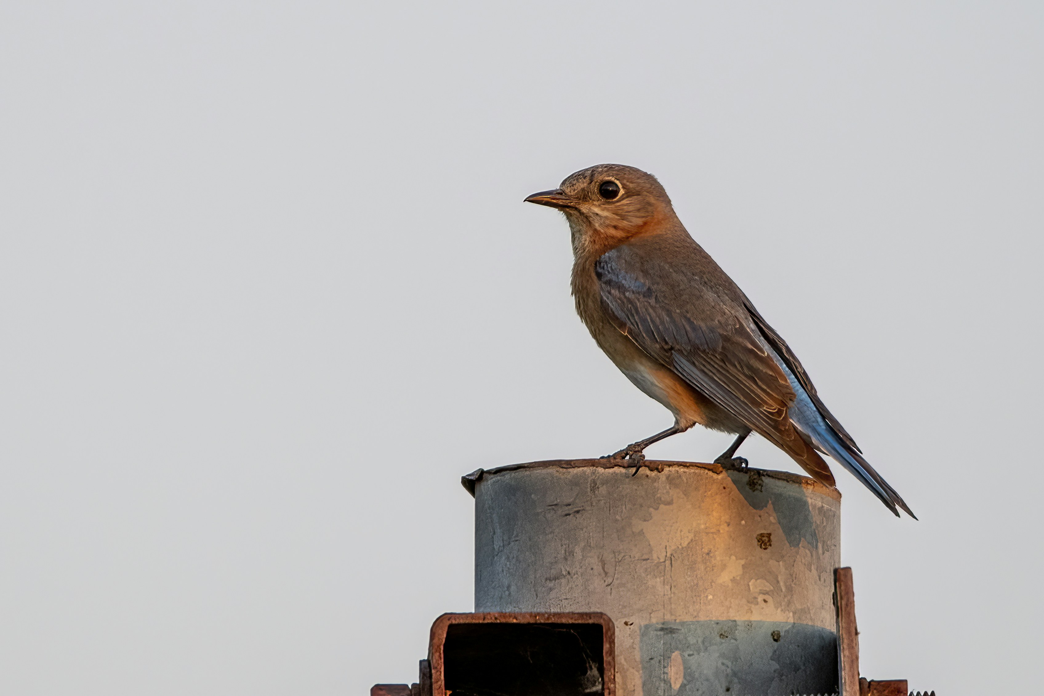 a bird sitting on top of a metal object