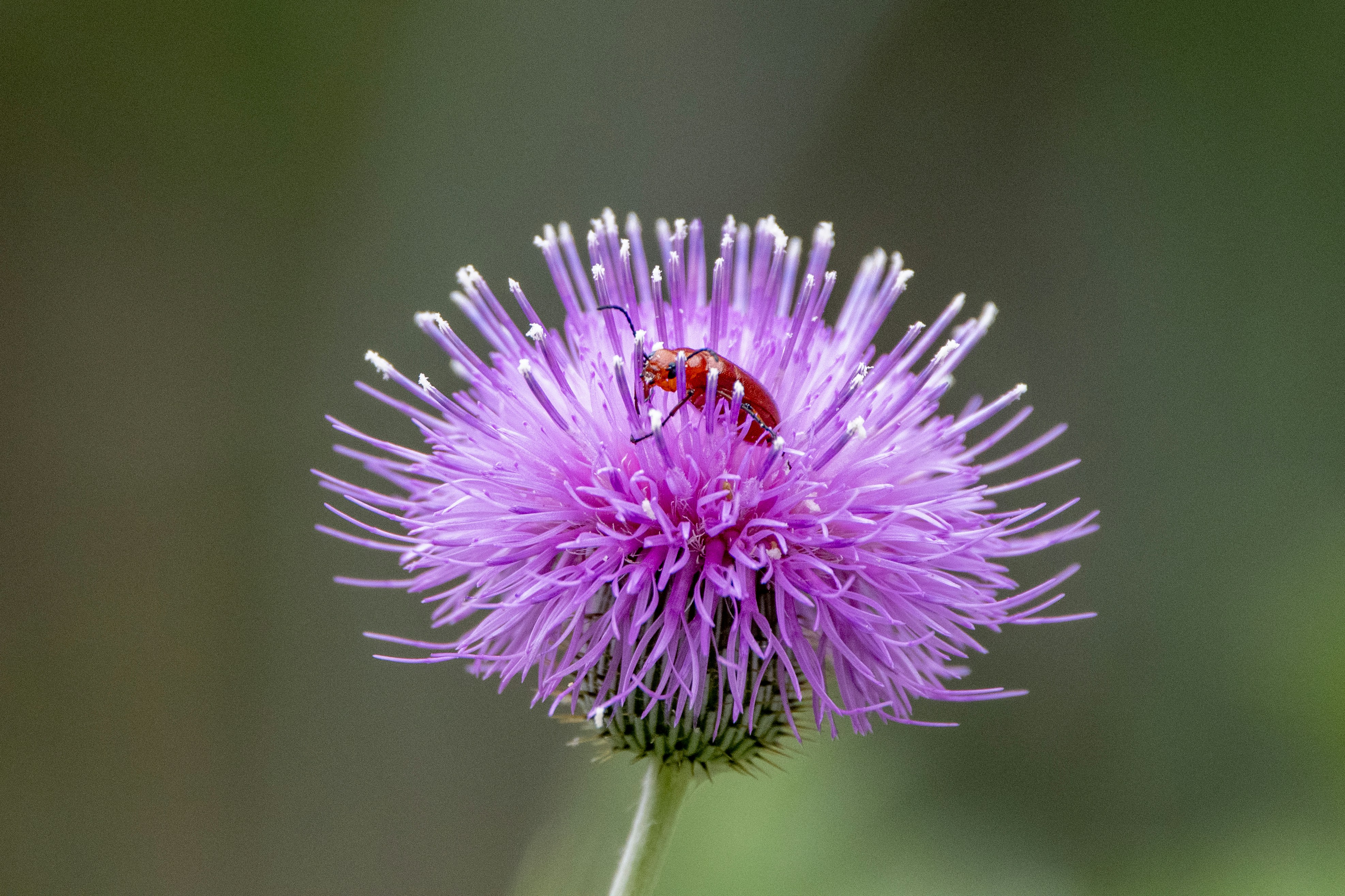 虫がいる紫色の花の写真 – Unsplashの紫の無料画像