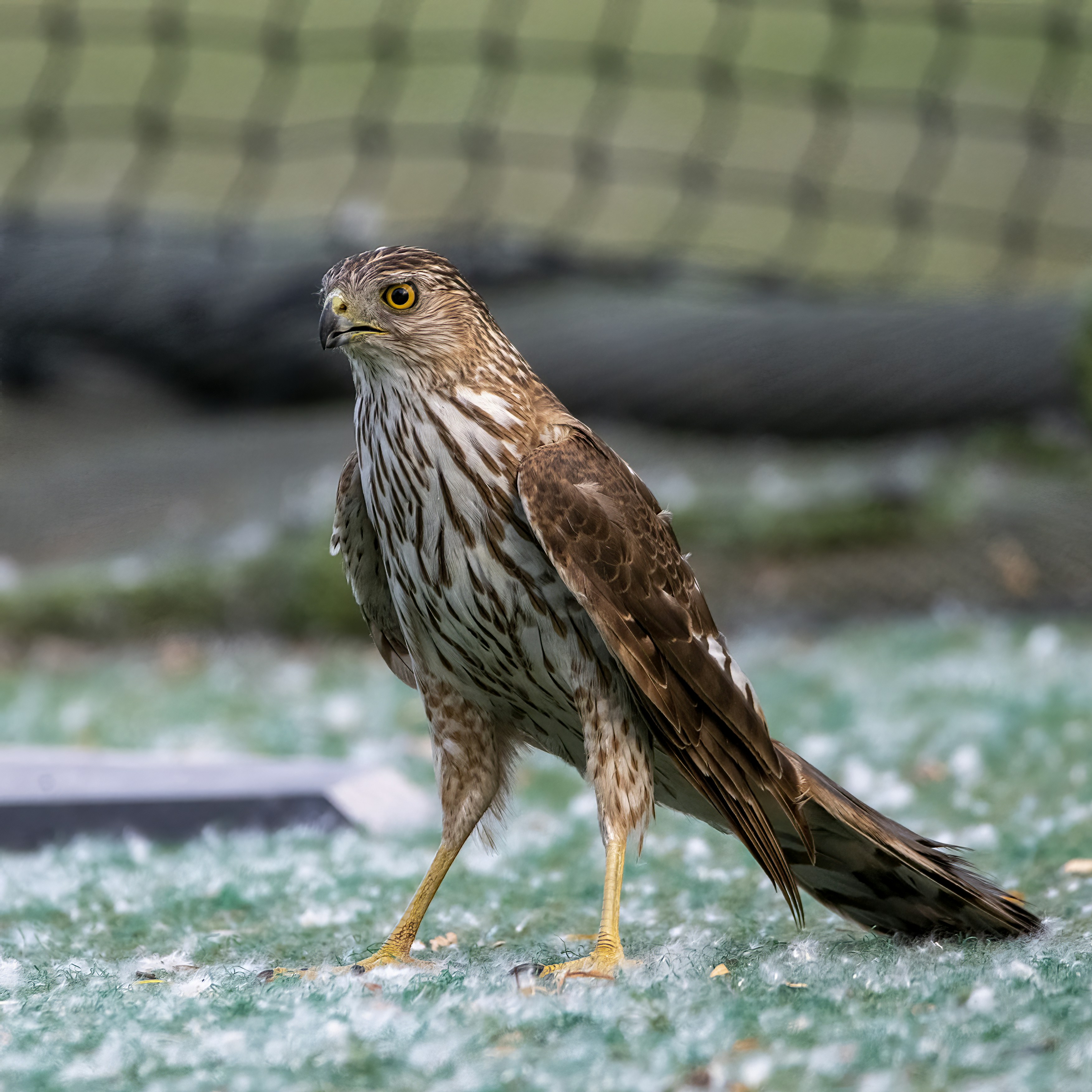 a brown and white bird standing on a patch of ice
