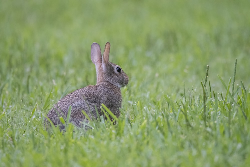 a rabbit is sitting in the tall grass
