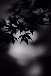 Silhouettes of leaves against a soft, blurred background, creating a serene and abstract visual. The leaves are sharply defined, contrasting with the smooth gradients of light and shadow in the background.